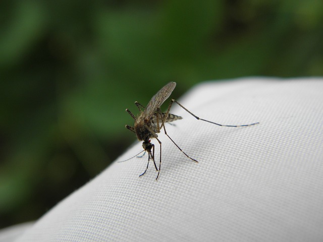 kousnutí komára